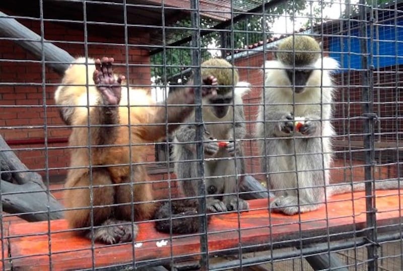 Зоопарк (зоокуток) Тернопіль