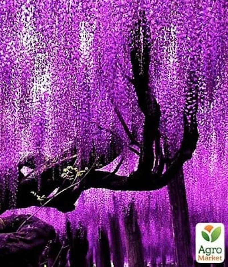 Де купити гліцинію в Україні