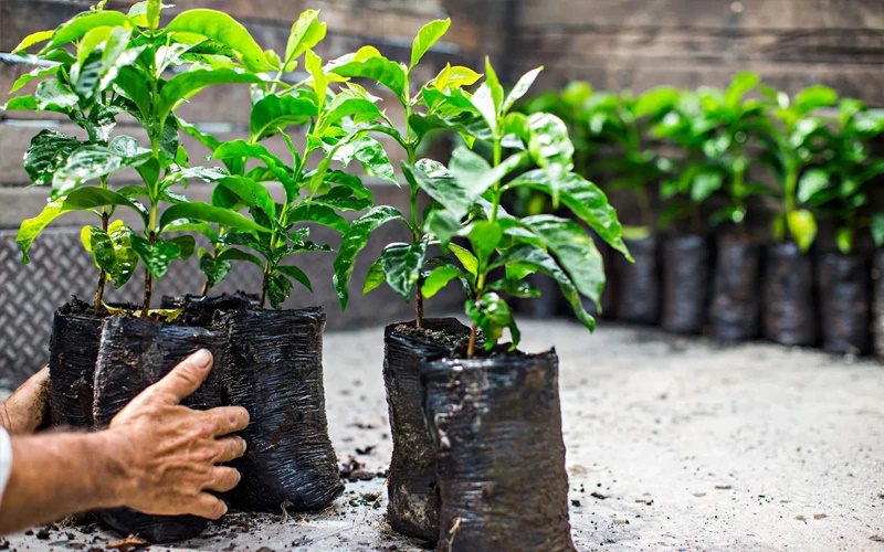 покупка саженцев